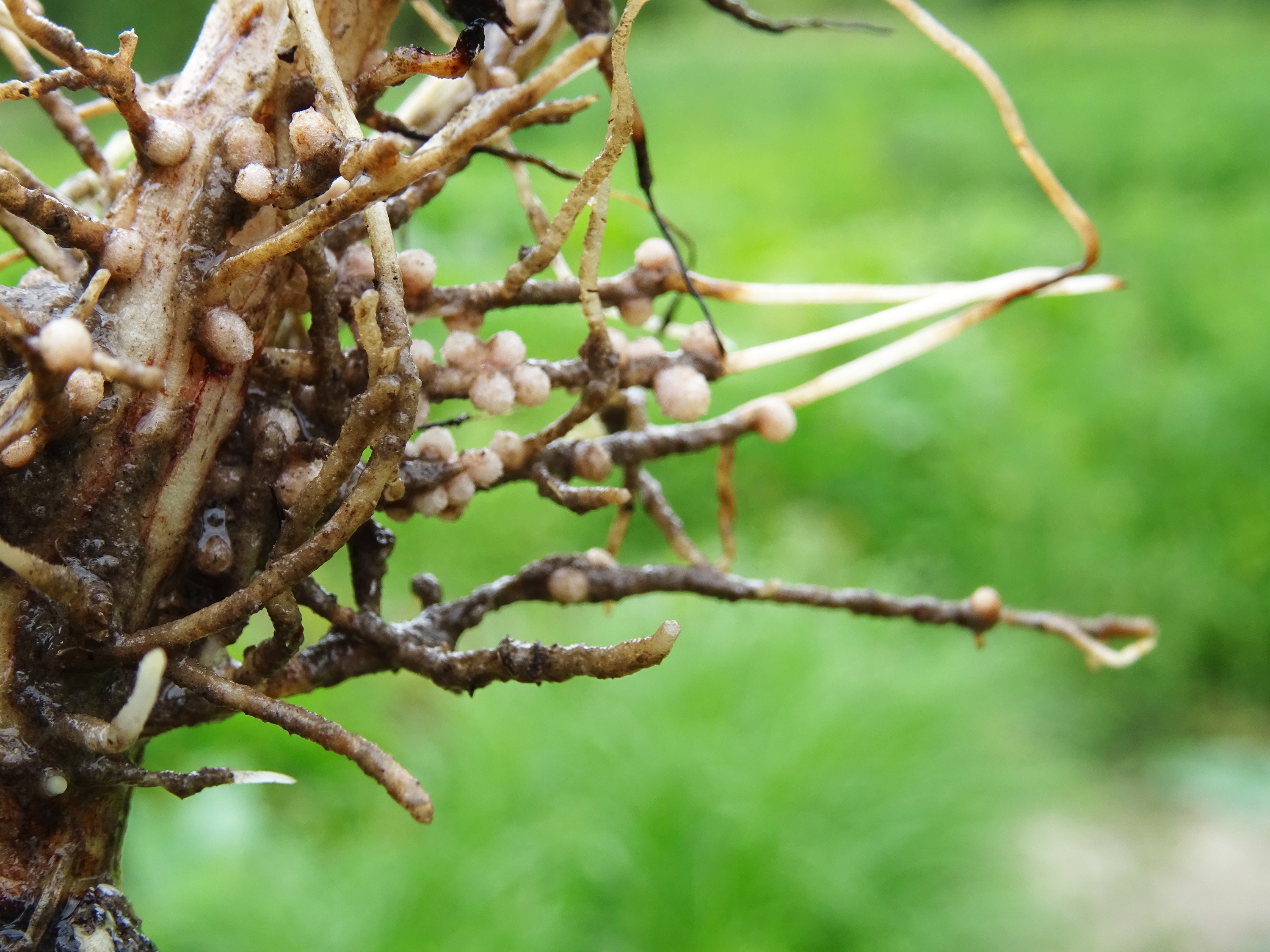 The nodules on roots that host nitrogenase. (Adobe Stock) The nodules on roots that host nitrogenase. (Adobe Stock)