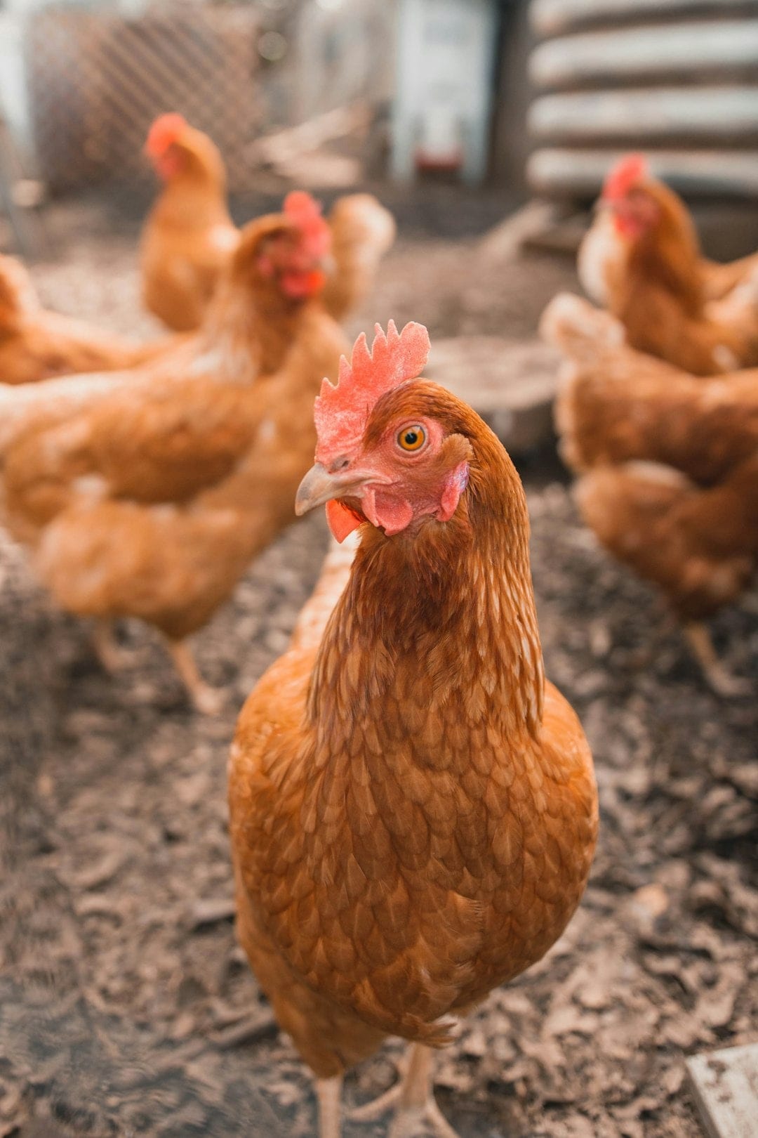 Three extra eggs per person may sound modest, but it isn’t for a country of more than a billion people. Three extra eggs per person may sound modest, but it isn’t for a country of more than a billion people.