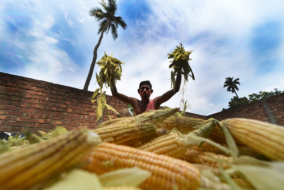 More maize for ethanol distilleries mean less for feed mills, unless there's a rise in production. (Unplash/ Representational) More maize for ethanol distilleries mean less for feed mills, unless there's a rise in production. (Unplash/ Representational)