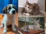 Four furry friends in Delhi-NCR are looking for forever homes. Adopt these adorable companions and give them a loving family they deserve. Inform us if you know of a pet who needs a home, write to us at htcity.pets@gmail.com.