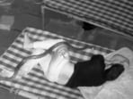 CCTV grab of snake climbing over thighs of a sleeping worker in Phalodi, Rajasthan.