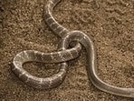 Odisha watchman bitten by krait, cycles to hospital with snake in bag; critical