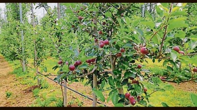 Apples arrive with September, rosy harbingers of hope, renewal and abundance, while their sorting teaches us to keep the good and shed the rotten.