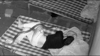 CCTV grab of snake climbing over thighs of a sleeping worker in Phalodi, Rajasthan. CCTV grab of snake climbing over thighs of a sleeping worker in Phalodi, Rajasthan.