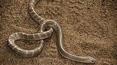 Odisha watchman Mochiram Tudu cycled to hospital carrying a common krait after it bit him on the leg while he was on duty in Udala. (wikipedia) Odisha watchman Mochiram Tudu cycled to hospital carrying a common krait after it bit him on the leg while he was on duty in Udala. (wikipedia)