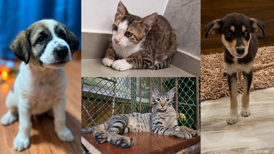 Four furry friends in Delhi-NCR are looking for forever homes. Adopt these adorable companions and give them a loving family they deserve. Inform us if you know of a pet who needs a home, write to us at htcity.pets@gmail.com.