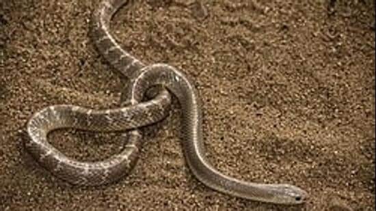 Odisha watchman bitten by krait, cycles to hospital with snake in bag; critical
