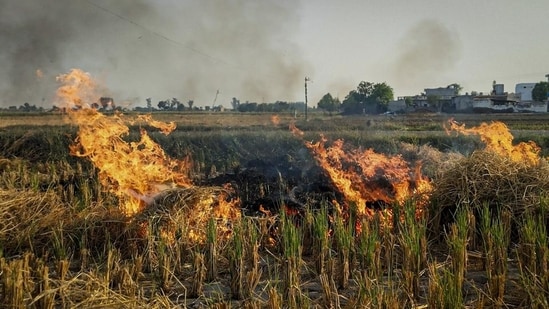 A field burns as farmers set fire to crop residue. (PTI/Representative photo)