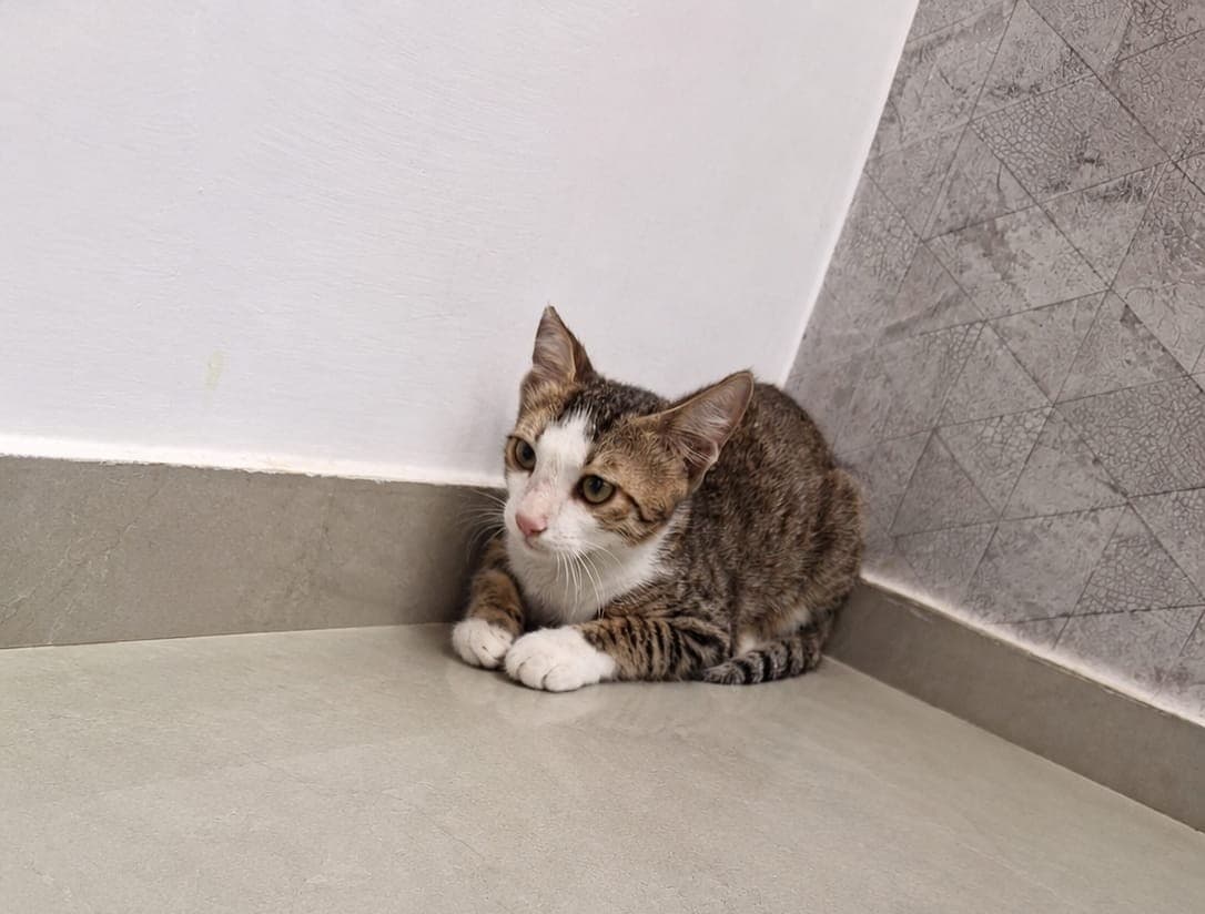 Don is a one-and-a-half months old male kitten.