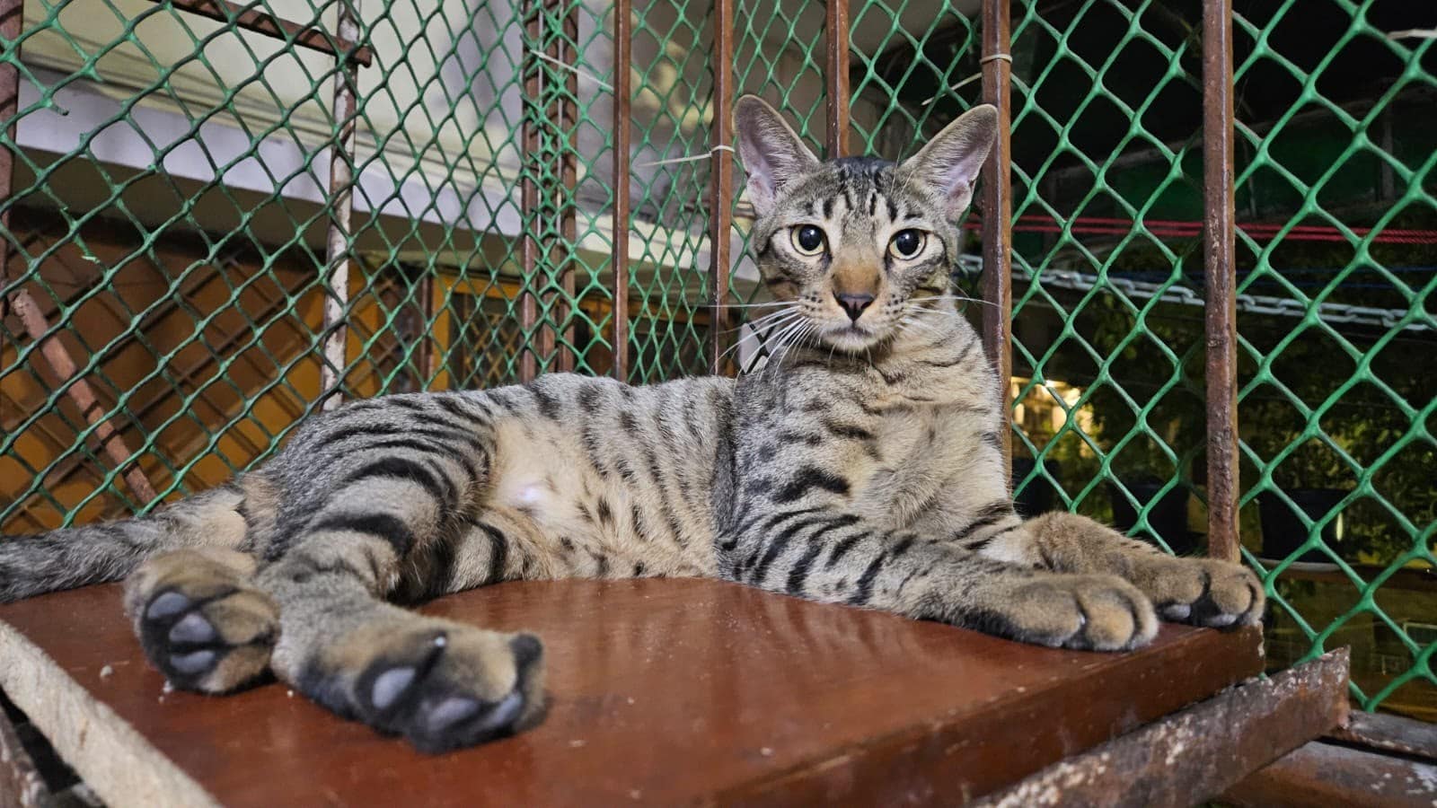 Granger is an Indie kitten who is around five months old.
