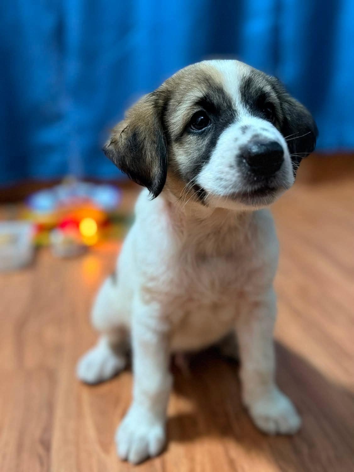 Chiku is a two-month-old Indie puppy.