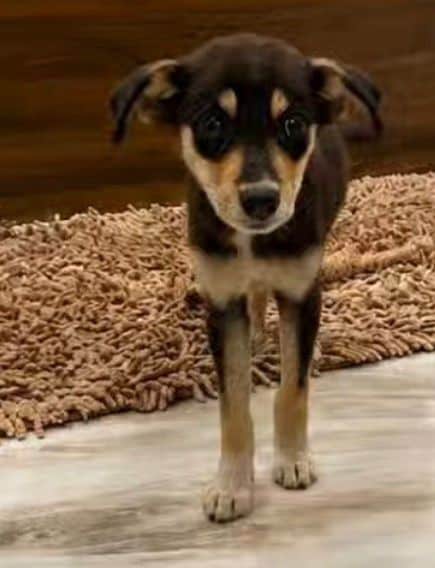 This female puppy is about 50 days old.