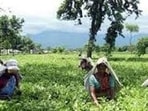 Tea plantation 