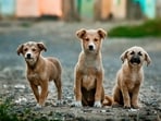 India’s drug regulator has traced a batch of the anti-rabies vaccine Abhayrab, which it flagged as misbranded.