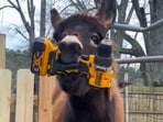 Five things about Georgia cop who killed beloved donkey HeeHaw as he breaks silence