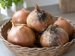 Onions have black mould. But what are they? 