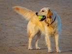 Outrage as Nebraska cop points, activates taser at Golden Retriever
