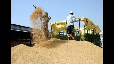A day after the Punjab government’s Custom Milling Policy (CMP) for the upcoming season starting October 1 permitted millers who delivered 90% of their 2025 paddy allocation to the Food Corporation of India (FCI) to receive fresh allocations, millers claimed that their previous year’s stocks are actually higher than projected in the policy. (File Photo) A day after the Punjab government’s Custom Milling Policy (CMP) for the upcoming season starting October 1 permitted millers who delivered 90% of their 2025 paddy allocation to the Food Corporation of India (FCI) to receive fresh allocations, millers claimed that their previous year’s stocks are actually higher than projected in the policy. (File Photo)