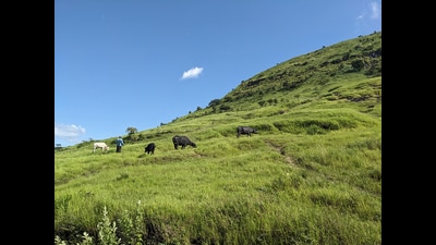 Previous research by Ashish Nerlekar, lead author of the study and currently a researcher at IISER Pune, had shown that secondary grasslands can take decades to recover their biodiversity. (HT) Previous research by Ashish Nerlekar, lead author of the study and currently a researcher at IISER Pune, had shown that secondary grasslands can take decades to recover their biodiversity. (HT)