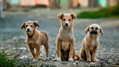 India’s drug regulator has traced a batch of the anti-rabies vaccine Abhayrab, which it flagged as misbranded. (Unsplash)