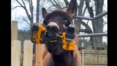 Five things about Georgia cop who killed beloved donkey HeeHaw as he breaks silence (Elsberry Riding and Farm/Facebook) Five things about Georgia cop who killed beloved donkey HeeHaw as he breaks silence (Elsberry Riding and Farm/Facebook)