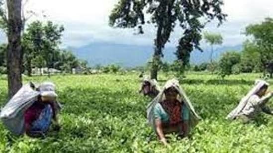 Tea plantation (HT Photo)