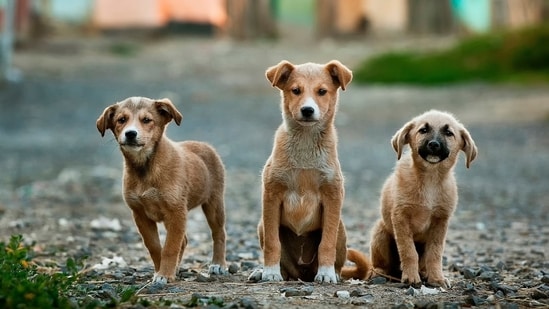 India’s drug regulator has traced a batch of the anti-rabies vaccine Abhayrab, which it flagged as misbranded. (Unsplash)