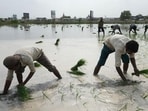 India will have a deficit of more than 10% in monsoon rainfall for the first time since 2015. This will have consequences for agricultural production, reservoir levels, and, in some cases, even drinking water availability. (AP)