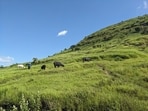 Previous research by Ashish Nerlekar, lead author of the study and currently a researcher at IISER Pune, had shown that secondary grasslands can take decades to recover their biodiversity. (HT)