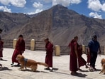 Dog’s football game with monks wins hearts online.