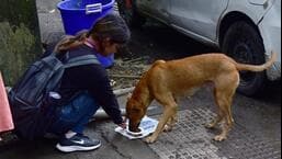 85 dogs on MU campus going hungry since August 25