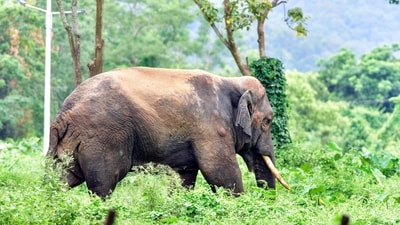 Guwahati, Jun 21 (ANI): A wild elephant roams inside the Army Camp, in Guwahati on Sunday. (ANI Photo) (Hafiz Ahmed)