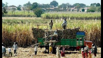 Farmer organisations have been demanding ₹600 per quintal, citing increased expenditure on fertilisers, labour, irrigation and other farm inputs, besides improved sugar and ethanol realisations. (HT File) Farmer organisations have been demanding ₹600 per quintal, citing increased expenditure on fertilisers, labour, irrigation and other farm inputs, besides improved sugar and ethanol realisations. (HT File)