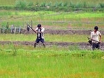 Agriculture (ANI Photo)