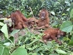 Orangutans are critically endangered species native to the Indonesian and Malaysian rainforests.