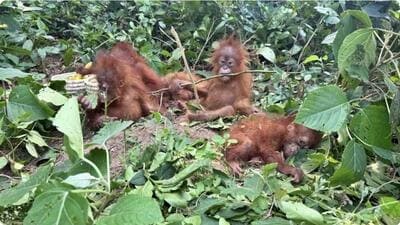 Orangutans are critically endangered species native to the Indonesian and Malaysian rainforests. Orangutans are critically endangered species native to the Indonesian and Malaysian rainforests.