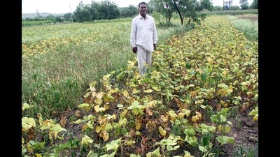State agriculture minister Dattatray Bharne admitted that the protracted absence of rainfall has affected the growth of Kharif crops in several parts of Maharashtra. (HT) State agriculture minister Dattatray Bharne admitted that the protracted absence of rainfall has affected the growth of Kharif crops in several parts of Maharashtra. (HT)