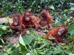 At least five orangutans were rescued by forest officials from the Bichitrapur forest area under Bhograi block, in Balasore district, Odisha.