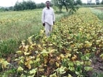 State agriculture minister Dattatray Bharne admitted that the protracted absence of rainfall has affected the growth of Kharif crops in several parts of Maharashtra. (HT)