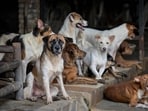 The NDMC’s counsel submitted that the agency picked 28 dogs and vaccinated 615 dogs in eight camps held between July 24 and August 27.