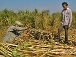 The acreage decline has come despite efforts by the Haryana government to encourage farmers to continue with sugarcane cultivation. (HT Photo)