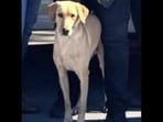 What happened to Gael? Massive search underway for Miami Gardens police K-9 as ‘tragic’ footage emerges