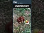 5 Baby Orangutans Found Abandoned In Odisha Forest | Wildlife Rescue Sparks Investigation
