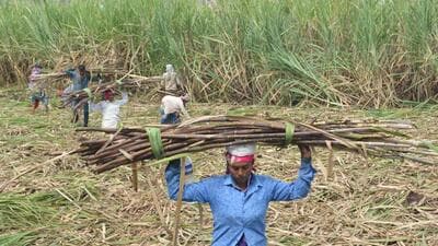 Karad, India - December 04, 2021: Farmers load harvested sugarcane onto a tractor to be transported to a sugar mill, in Karad, India, on Saturday, December 04, 2021. (HT PHOTO) (Hindustan Times)