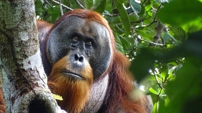 Orangutans are critically endangered species native to the Indonesian and Malaysian rainforests. (AP) Orangutans are critically endangered species native to the Indonesian and Malaysian rainforests. (AP)