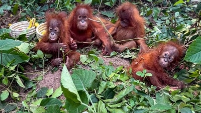 At least five orangutans were rescued by forest officials from the Bichitrapur forest area under Bhograi block, in Balasore district, Odisha. (PTI)