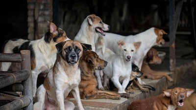 The NDMC’s counsel submitted that the agency picked 28 dogs and vaccinated 615 dogs in eight camps held between July 24 and August 27. (AFP)