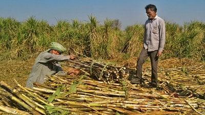 The acreage decline has come despite efforts by the Haryana government to encourage farmers to continue with sugarcane cultivation. (HT Photo)