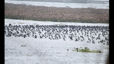 The proposal will now to be sent to National Board for Wildlife for consideration. (HT)