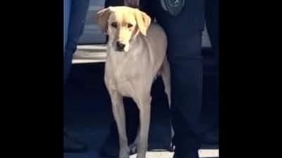 What happened to Gael? Massive search underway for Miami Gardens police K-9 as ‘tragic’ footage emerges (Miami Gardens Police Department)